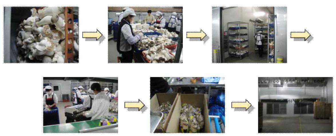 큰느타리버섯의 수확후 품질관리 현황
