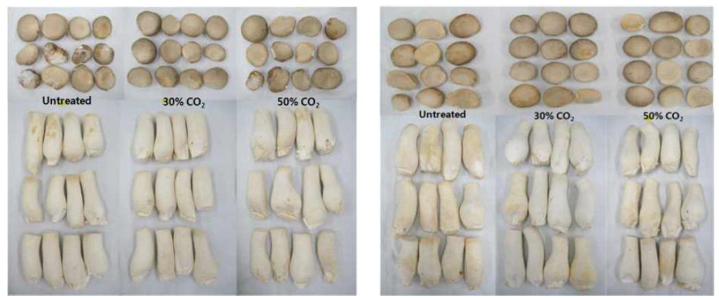 큰느타리버섯의 CO2 처리농도별 20℃ 저장 6일(좌) 및 5℃ 저장 3주(우) 후 버섯 모습