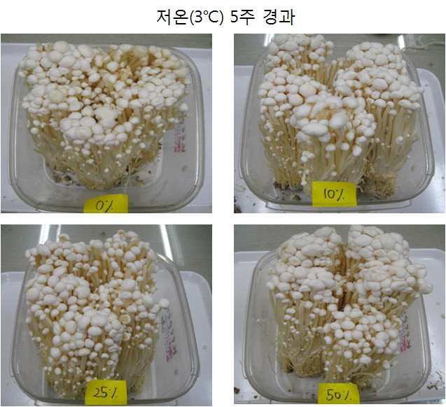 팽이버섯의 CO2 처리농도별 3℃ 저장 5주 후 버섯 모습