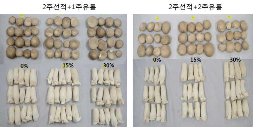 큰느타리버섯의 2주 모의운송(3℃) 및 유통(7℃) 중 CO2 처리농도별 버섯 모습