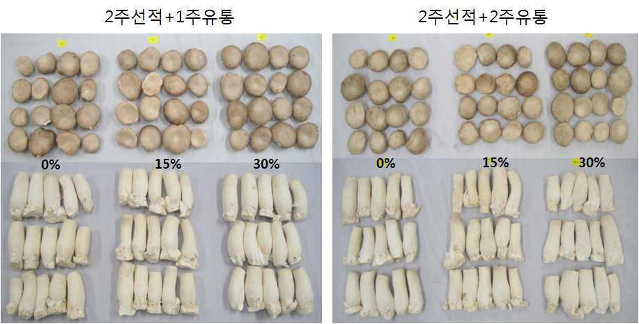 큰느타리버섯의 2주 모의운송(0℃) 및 유통(7℃) 중 CO2 처리농도별 버섯 모습