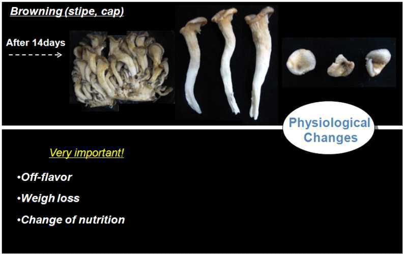 느타리버섯의 저장중 발생되는 줄기 및 갓의 갈변 현상