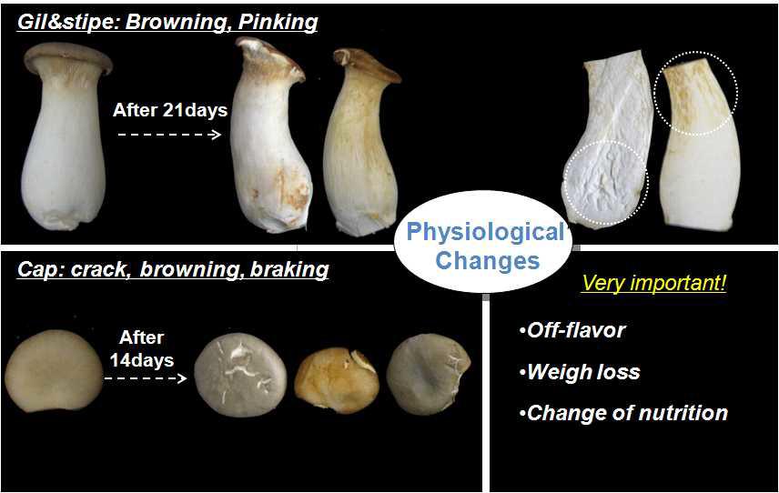 큰 느타리버섯의 저장중 발생되는 줄기 및 갓의 갈변 및 으스러짐 현상