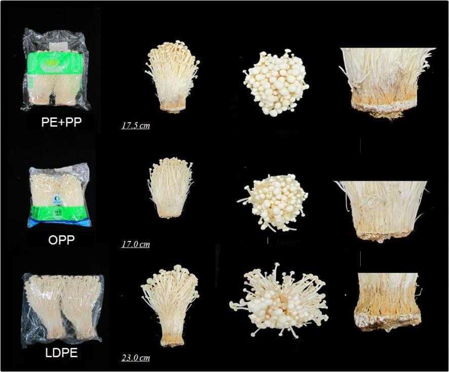 Appearance of golden needle mushroom after 1 weeks of storage packed with the three different packing films influenced by initial vacuum packaging