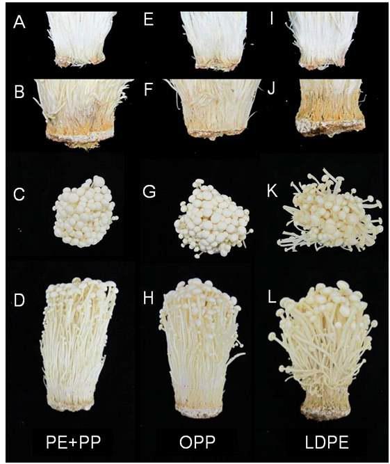 Appearance of golden needle mushroom after 2 weeks of storage packed with the three different packing films influenced by initial vacuum packaging