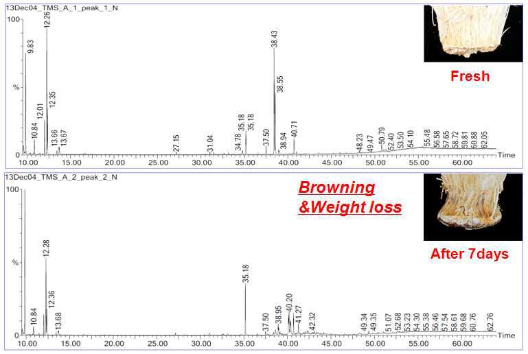 GC-MS를 이용한 버섯의 갈변유부에 따른 대사체 크로마토그램