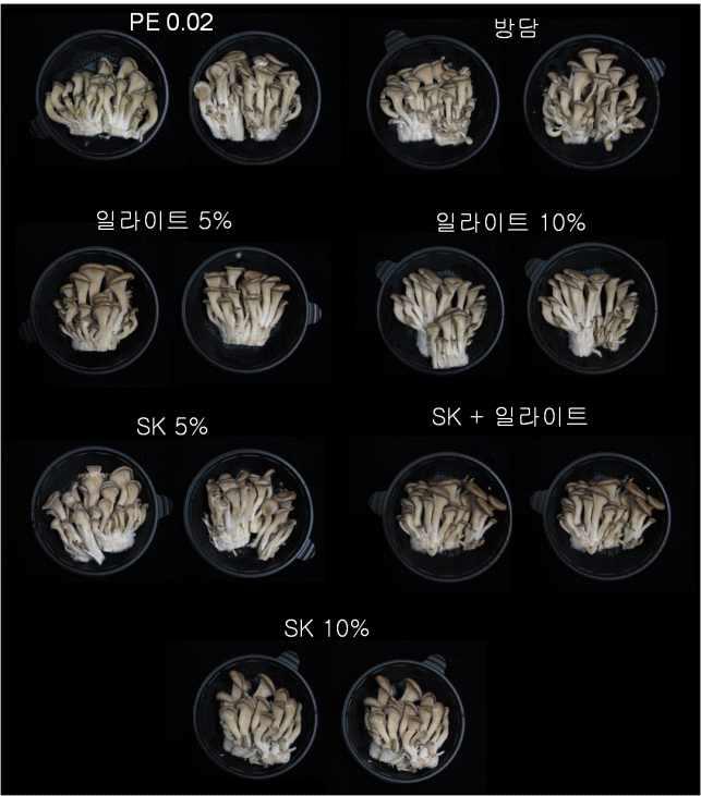 광물질이 혼입된 기능성 필름 포장 후 저장 4주차 된 느타리버섯의 사진