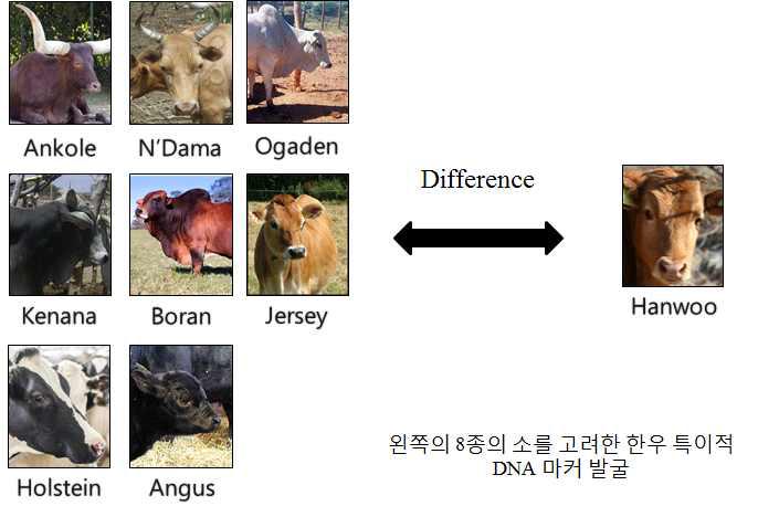 한우 판별 마커를 선별하기 위한 전략 모식도