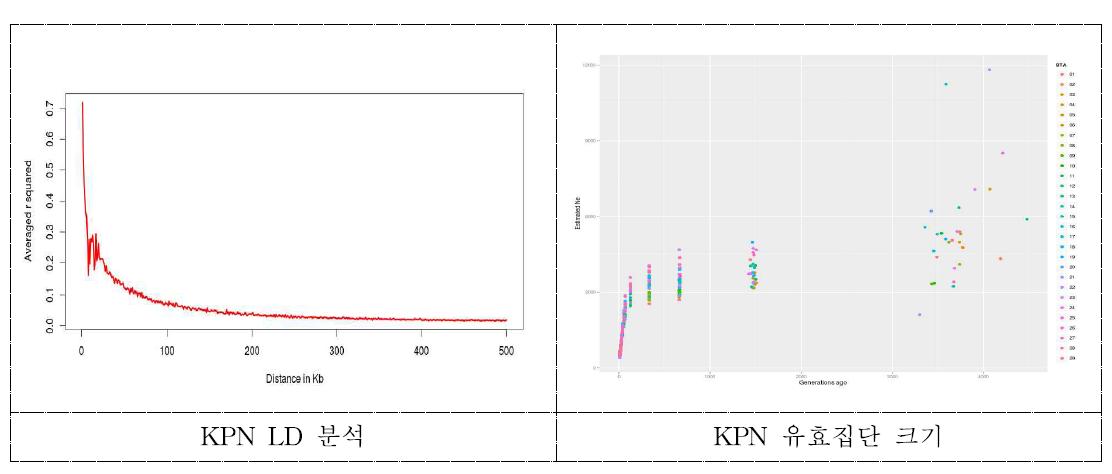 KPN LD분석과 유효집단 크기