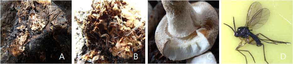 톱밥배지 표고버섯에서 버섯파리(Lycoriella ingenua) 피해, 유충과 성충