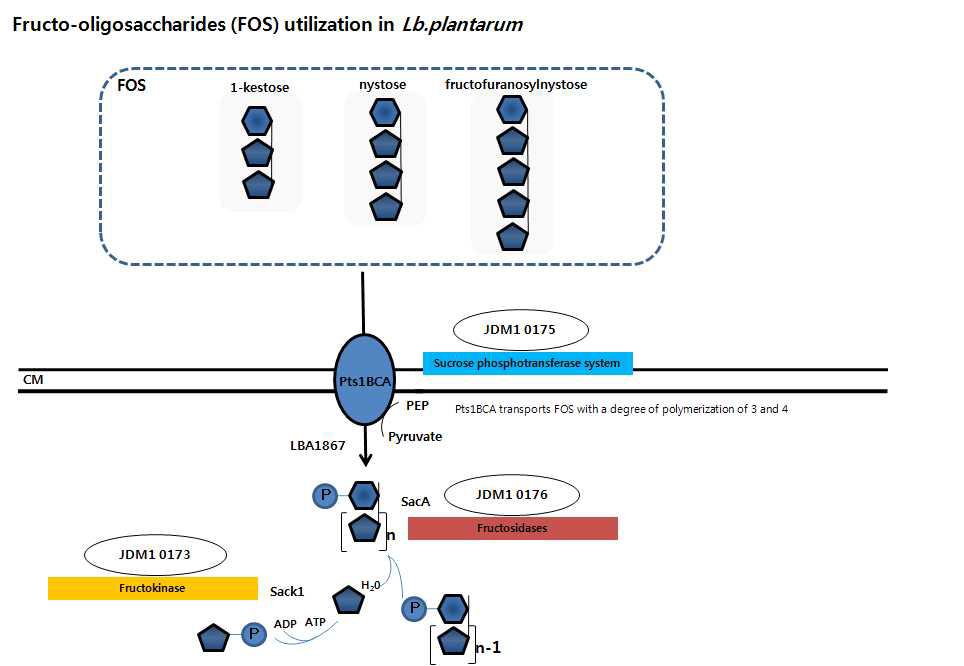 Overview on FOS metabolism in Lb. plantarum.