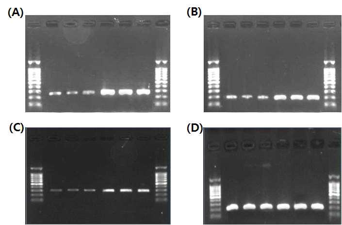 The amplified fragments at the 22 cycles of selected genes of Lb.plantarum JSA22 by semi-quantitative RT-PCR