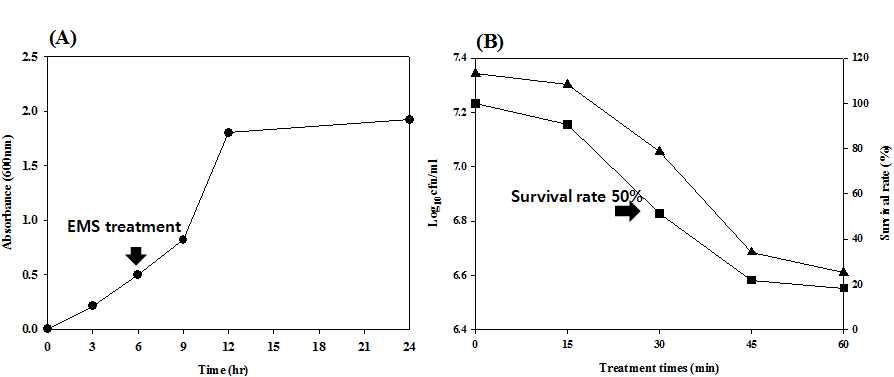 Determination of cell optimal time for EMS treatment growth stage for (A) cell growth curve of L. lactis EFEL005Arrow: EMS treatment (B) Viable cell counts and survival rate of L. lactis EFEL005after EMS treatment ▲:log (cfu/ml) , ■: survival rate.