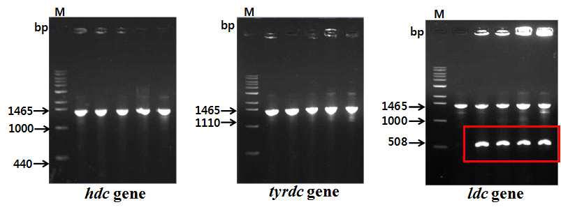 PCR detection of hdc, tyrdc and ldc gene strains.