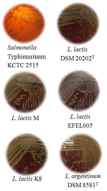 Hemolysis test of L. lactis EFEL005, positive control : S. TyphimurinumKCTC 2515.