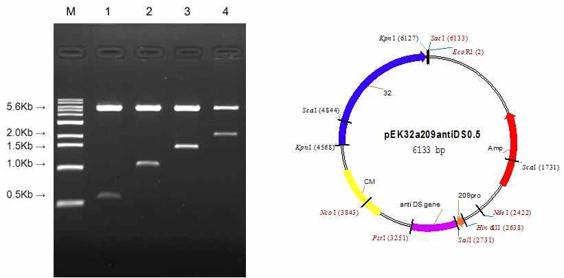 Agarose gel electrophoresis of pEK32a209anti0.5/1/1.5/2 digested withrestriction enzymes.