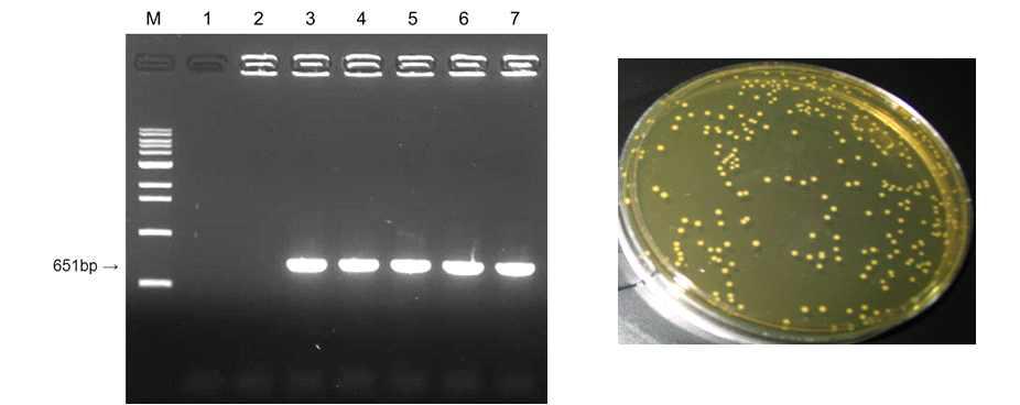 Agarose gel electrophoresis of PCR product of chloramphenicol resistantgene.