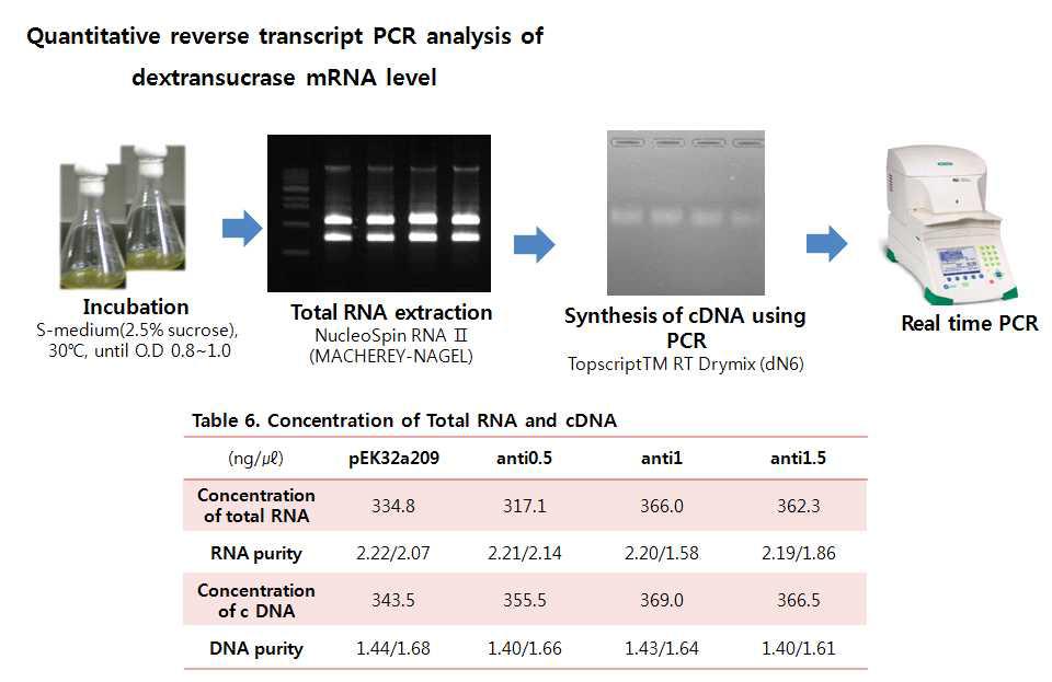 Quantitative reverse transcript PCR (dextransucrase level)