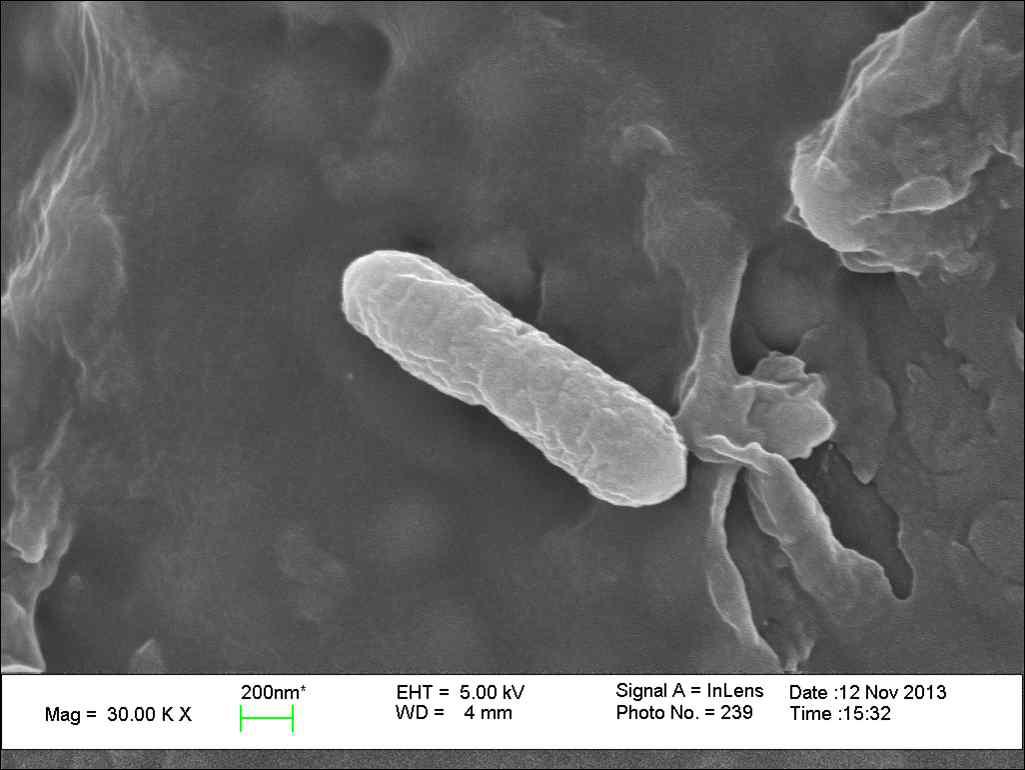 Scanning electron microscope of the non-coated Lactic acid bacteria