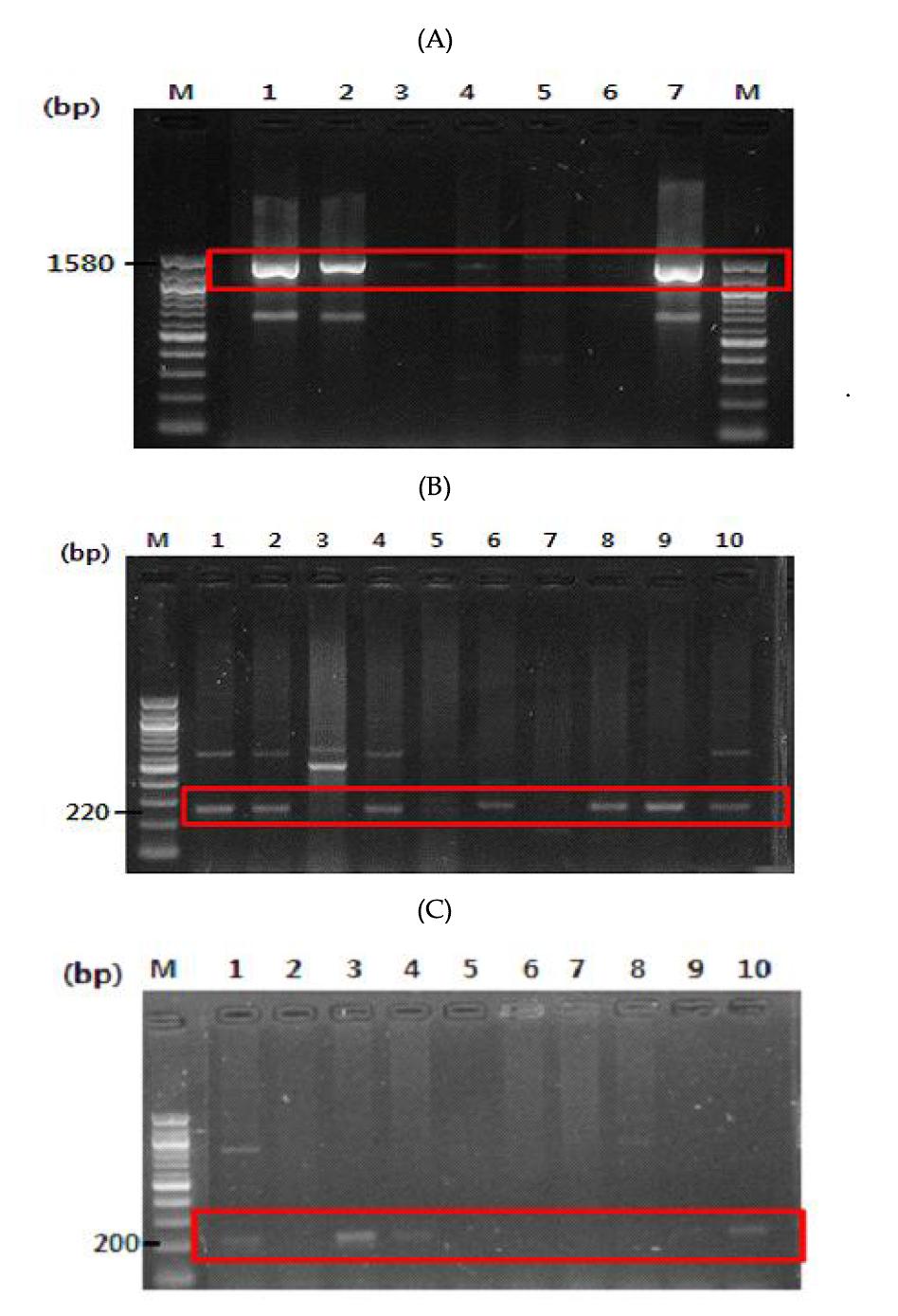 Confirmation of EPS producing gene by PCR, (A) Glucansucase: Lane 1, JSB71; 2. JSB72 3. Leu.mesenteroides KCTC3719, (B). Fructansucrase: Lane 1, JSB84; 2, JSB86; 4, JSB88; 6, BS69; 8, BS72; 9, BS73; 10, SBB03, (C). Glycotransferase (Hetero-EPS): Lane 1, JSB49; 3, HSB19; 4, JSB74; 10, Lb. sakei sub. sakei KCTC3635