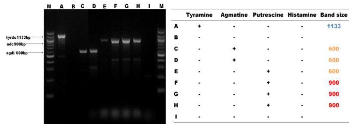 PCR products of the decarboxylase genes amplified with the specific primers from LAB.