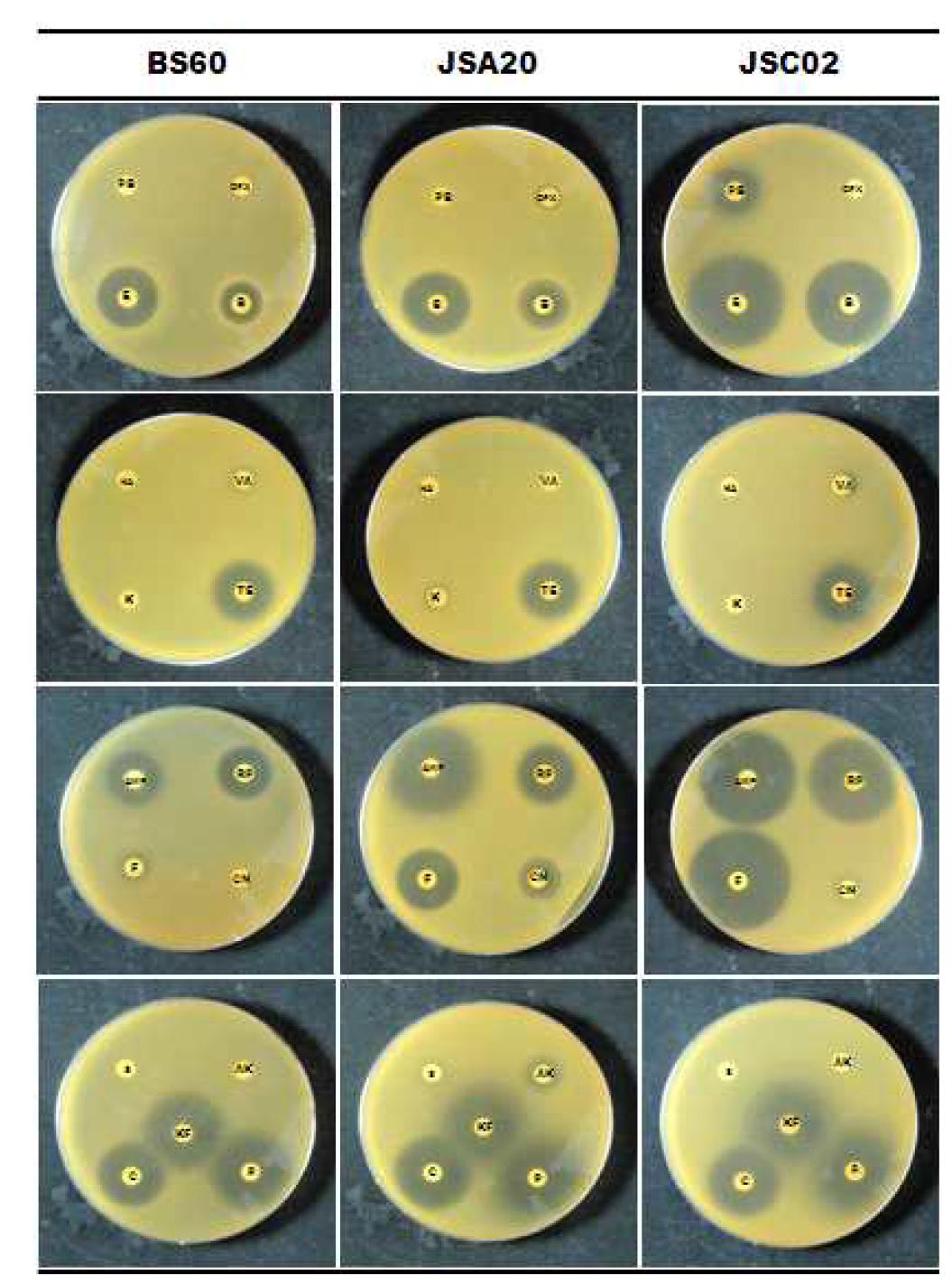 Antibiotic characteristics of BS60, JSA20 and JSC 02 isolated from various soybean paste