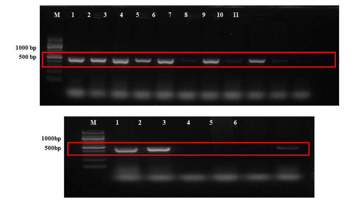 Confirmation of Homo-exopolysaccharide (levan) producing gene by PCR