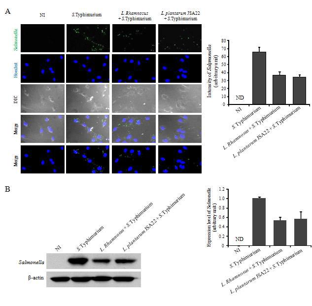 Inhibitory effect on infection of S. Typhimurium by L. plantarum JSA22.