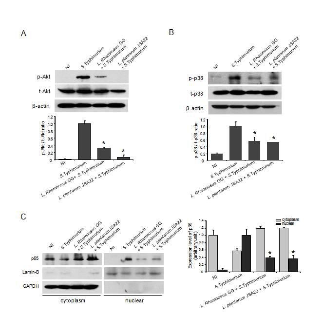 Inhibition of S. Typhimurium-induced inflammatory mediators and NF-kB activation by L. plantarum JSA22.