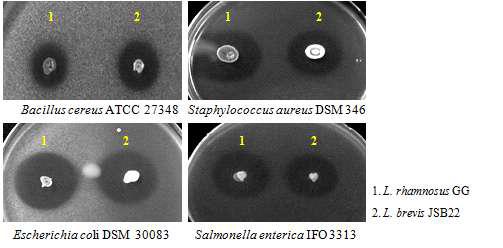 Antagonistic activity of L. brevis JSB22 against pathogenic bacteria.