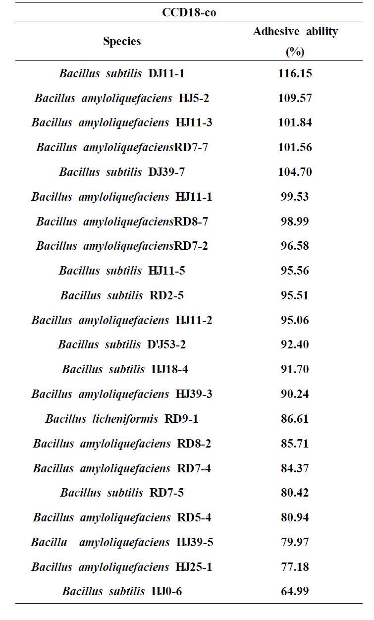 Adhesive ability of Bacillus sp. 22 in CCD-18co