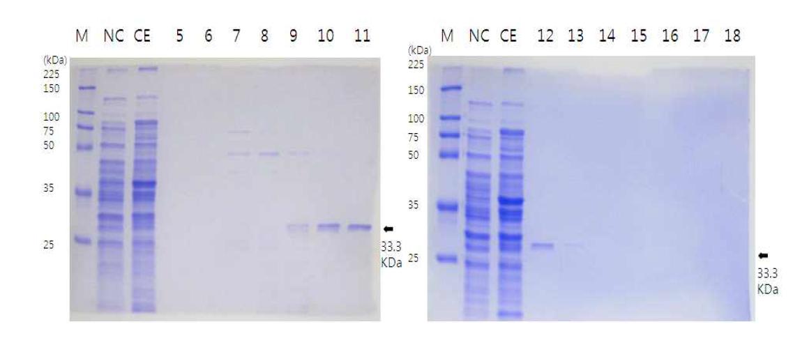 SDS-PAGE를 이용한 단백질 정제 확인
