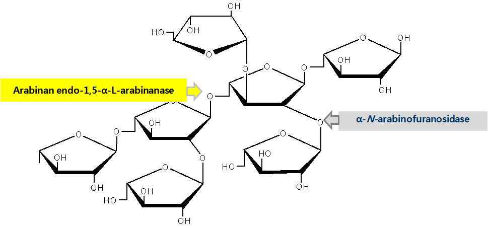 아라비노 올리고당 대사 관련 효소