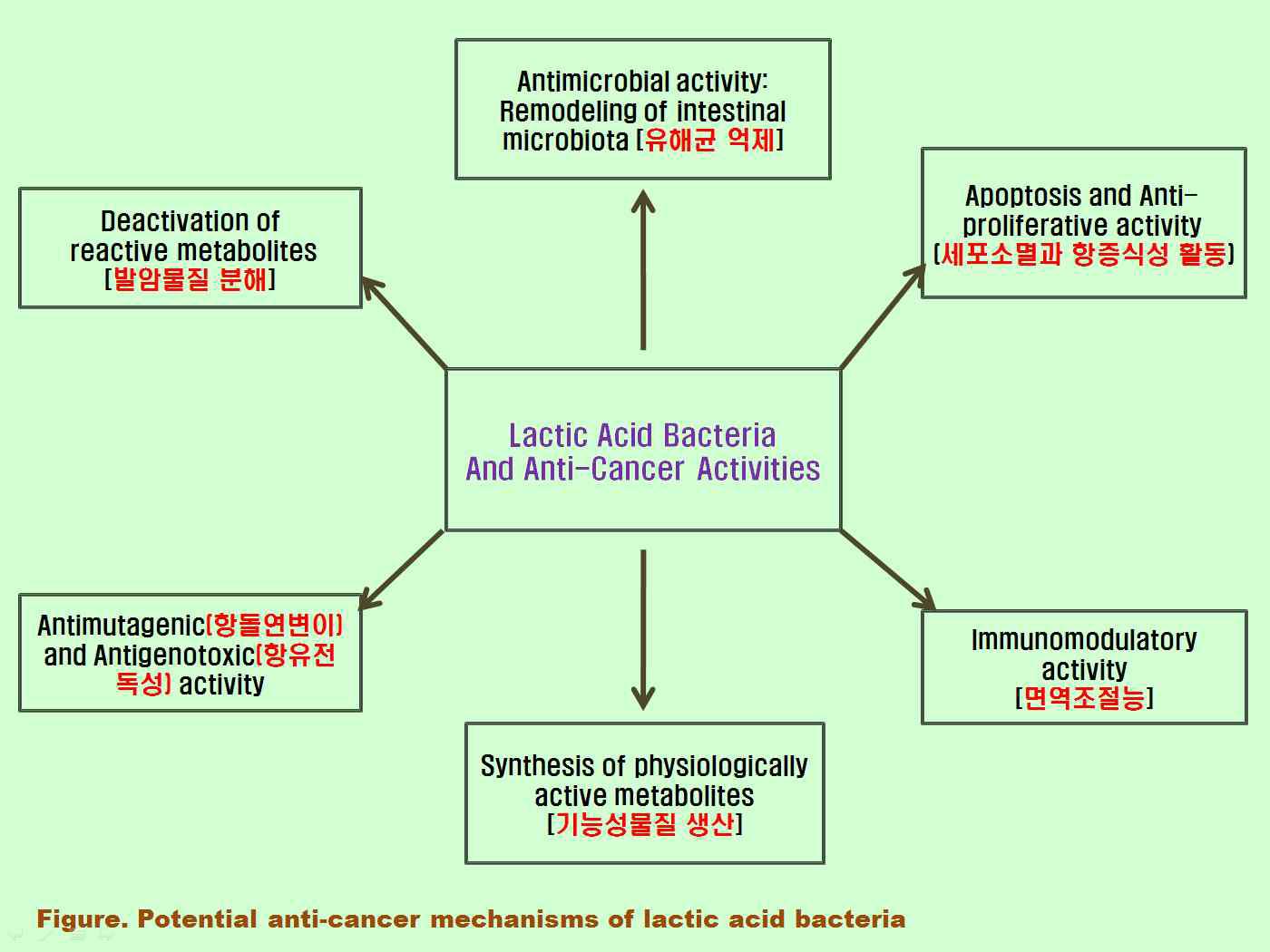 유산균의 면역조절 및 항암 메카니즘