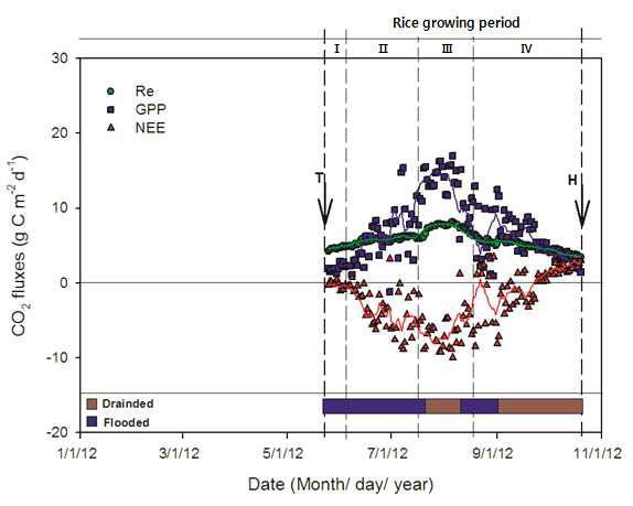 2012년의 벼 단작지에서 CO2 플럭스의 일별 변화