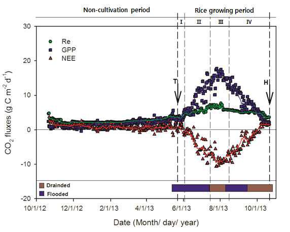 2013년의 벼 단작지에서 CO2 플럭스의 일별 변화