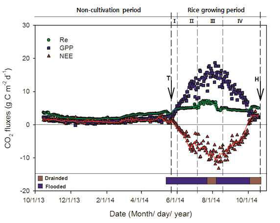 2014년의 벼 단작지에서 CO2 플럭스의 일별 변화