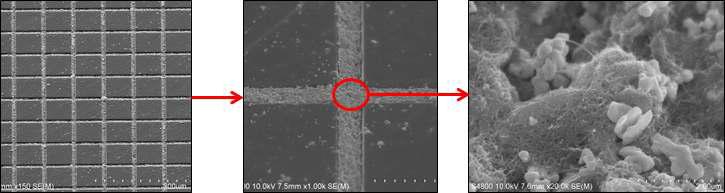 나노카본페이스트를 이용해 제작된 메쉬전극의 주사전자현미경 이미지
