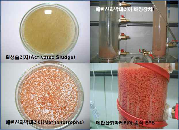 메탄산화박테리아의 EPS 생성 및 그레뉼화 실험