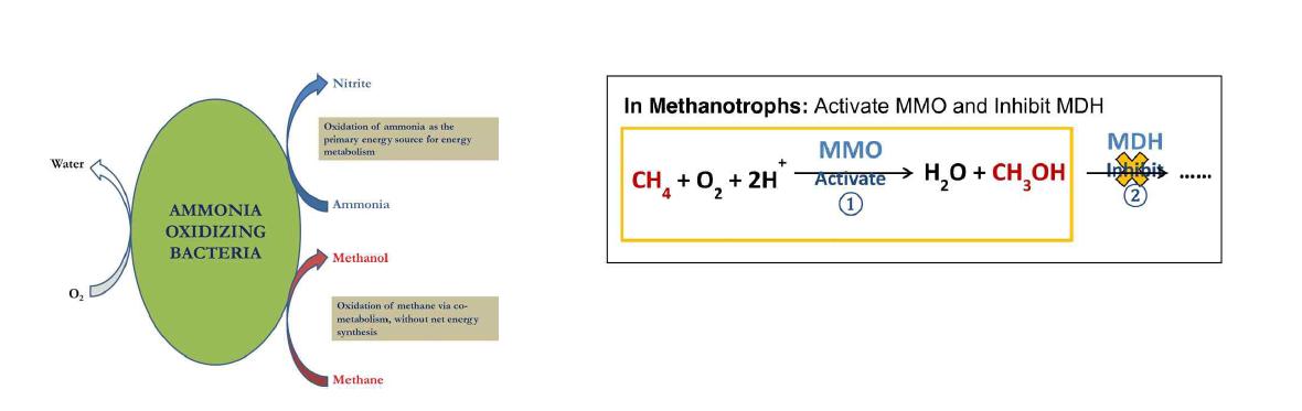 AOB에 의한 메탄올 생성 및 메탄산화박테리아에 의한 메탄올 축적 메카니즘