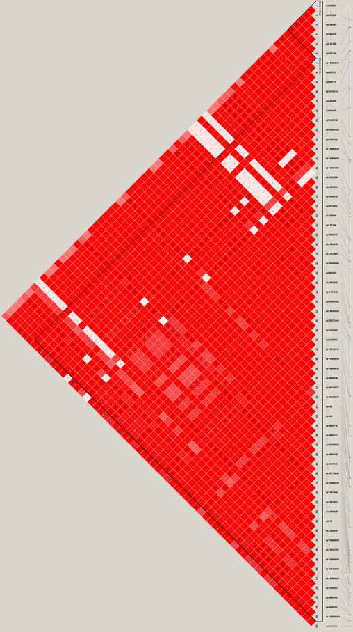 12q.24 region LD 구조