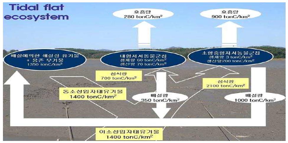 갯벌의 생태계에 의한 탄소순환 모식도