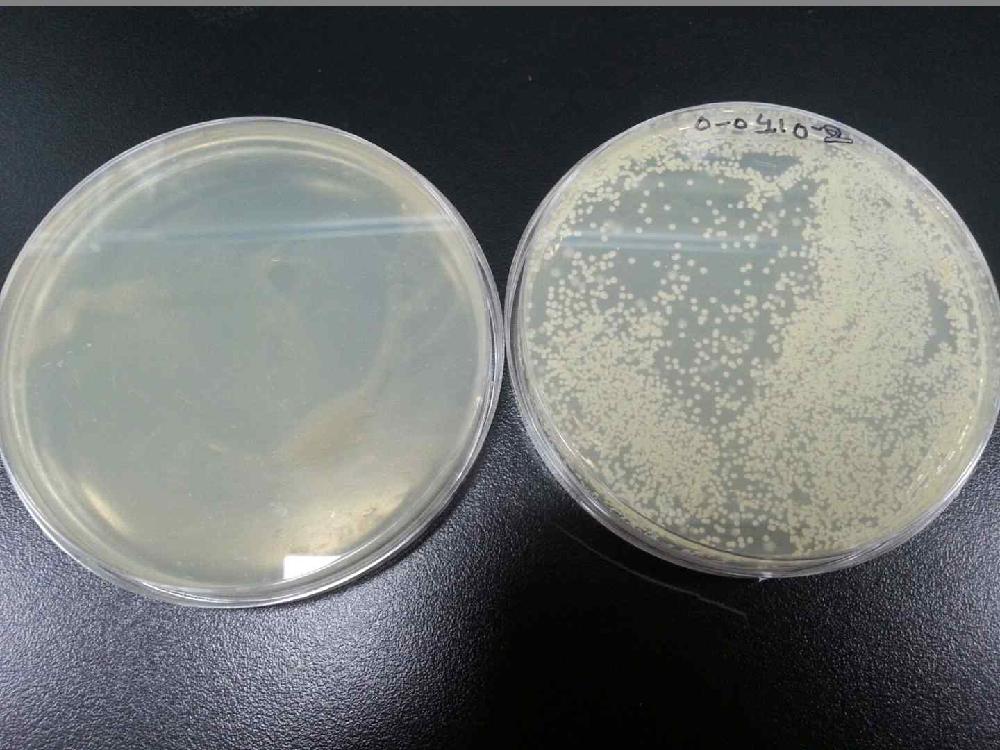 Colony of micro-organism after and before treatment at 550 MPa for 5 min