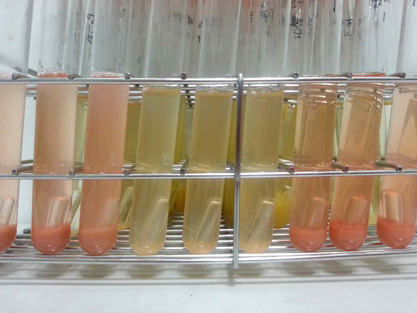 coliform group qualitative test after and before treatment at 550 MPa for 5 min