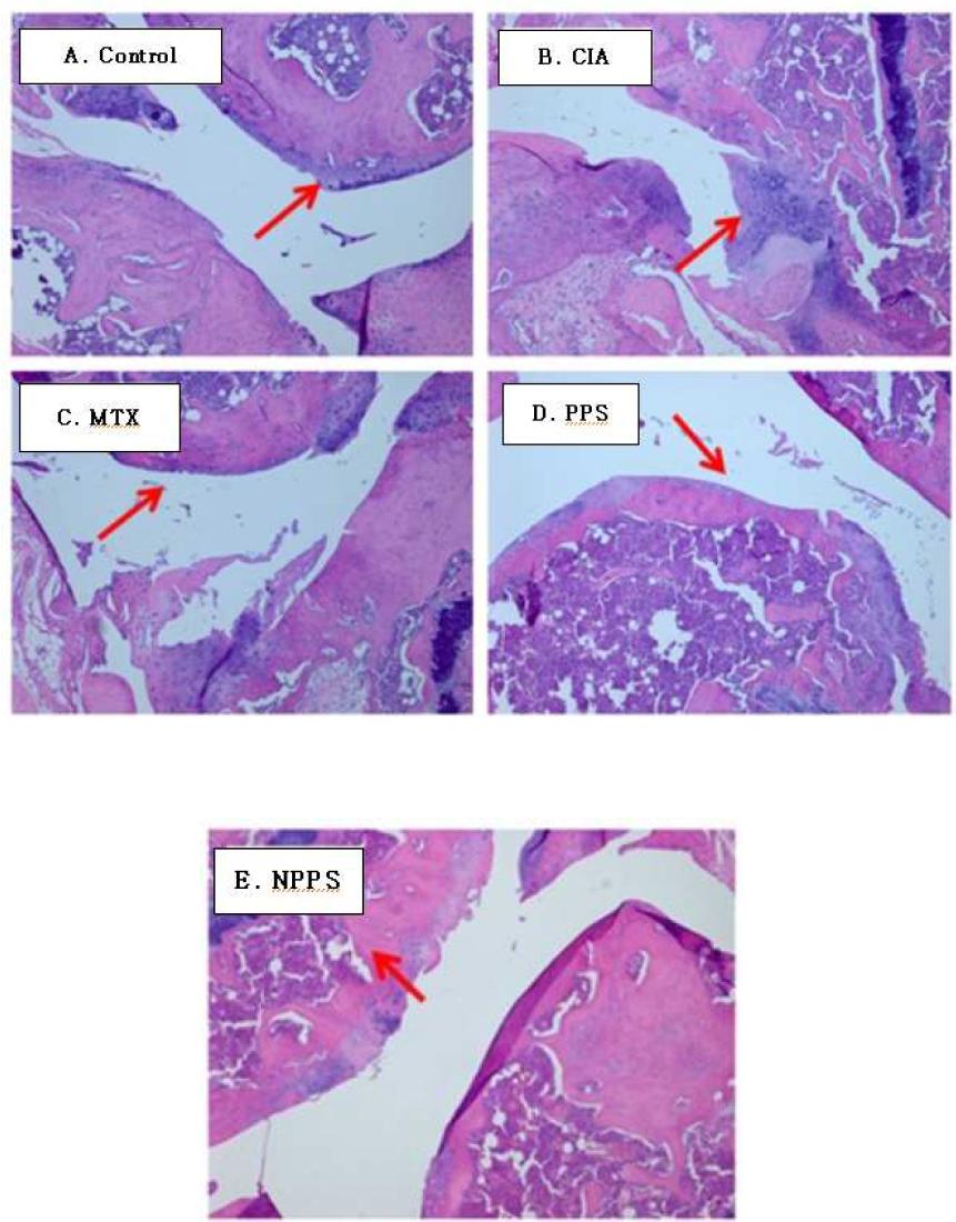 Histologic changes in knee joint of all groups.