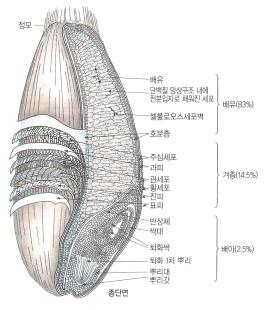 밀의 구조