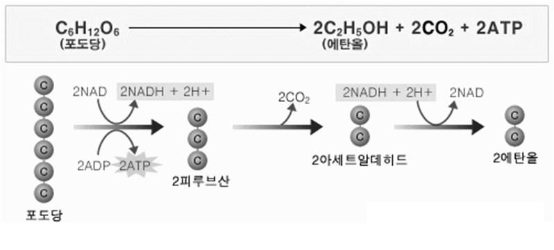 포도당에서 알코올로의 전환기작