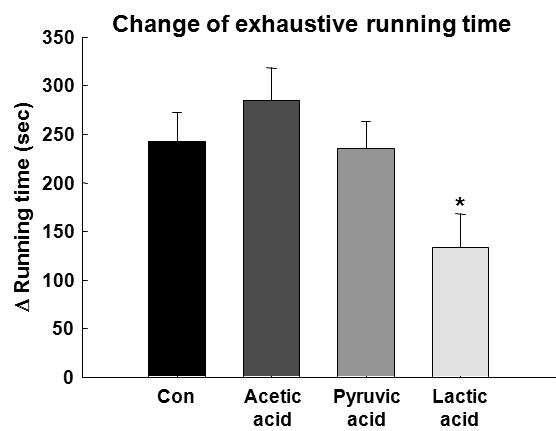 유기산 혹은 젖산 섭취 후, exhaustive running time의 변화