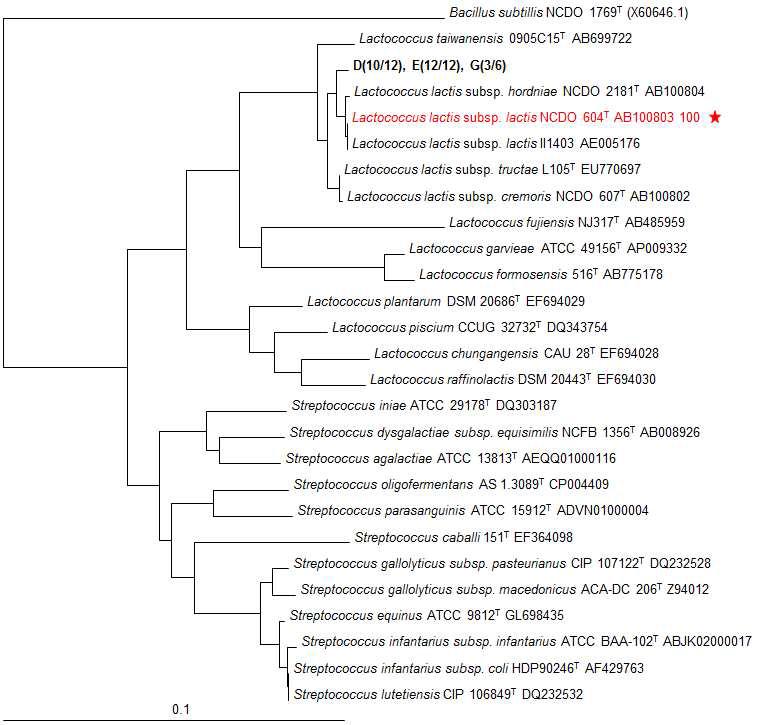 확인된 유산균의 계통학적 분석 결과