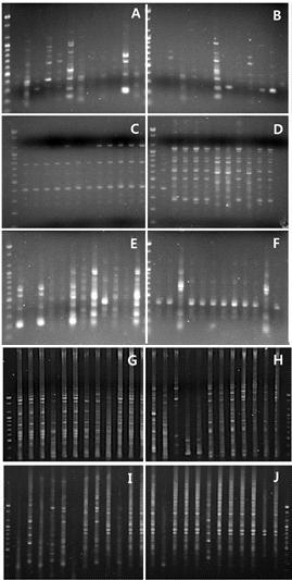 10개의 타락시료로부터 본리한 콜로니의 (GTG)5-PCR 결과